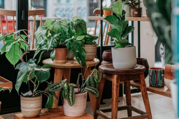 Potted Plants