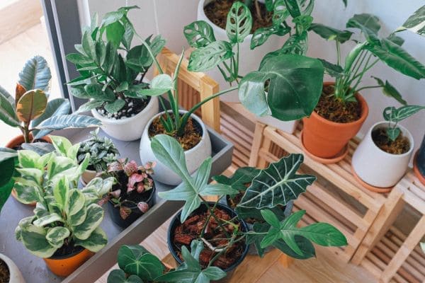 Potted Plants