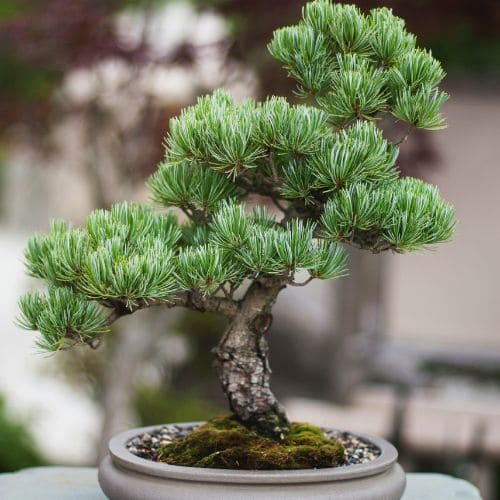 Bonsai Tree