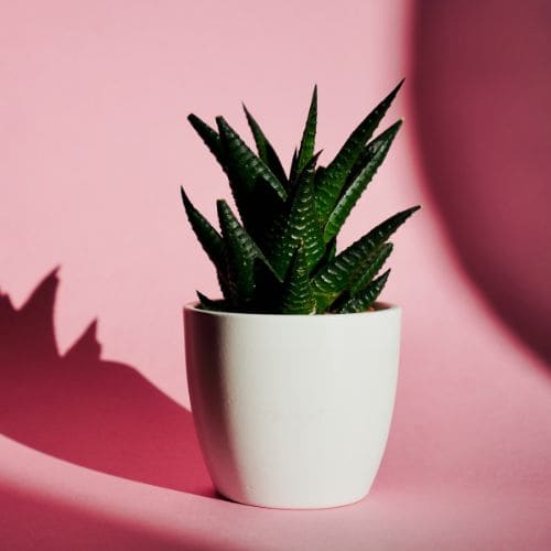 Aloe Vera Pot