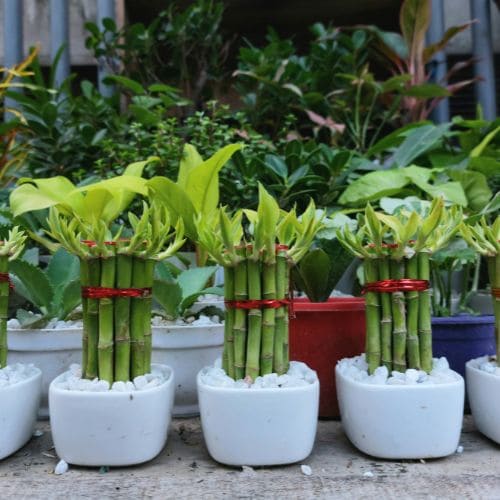 Lucky Bamboo