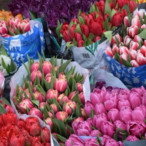 Spring Tulips