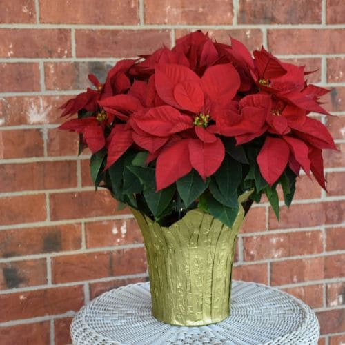 Winter Poinsettia
