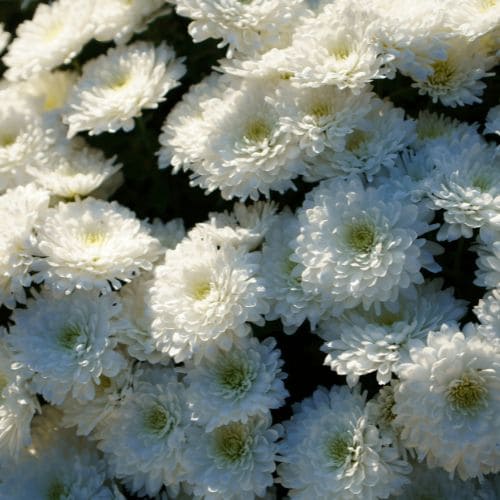 Autumn Chrysanthemums