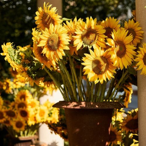 Summer Sunflowers